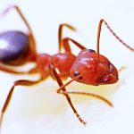 4 Cara Mudah Mengusir Semut dari Rumah Anda