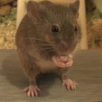 Penyebab Serangan Hama Tikus di Rumah