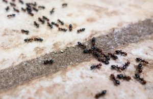 Mengapa Semut Dianggap Sebagai Hama 2