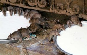 Mengenali Karakteristik Tikus Si Hama Pengganggu