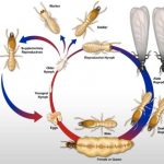 Mengenal Lebih jauh Siklus Hidup Nyamuk