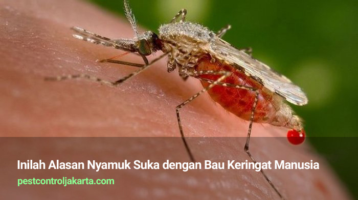 Inilah Alasan Nyamuk Suka dengan Bau Keringat Manusia