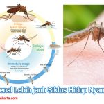 Mengenal Lebih jauh Siklus Hidup Nyamuk