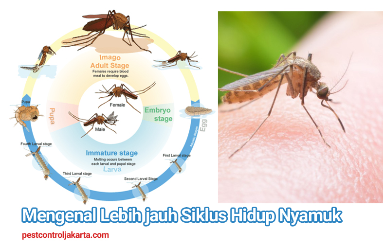 Daur hidup nyamuk dimulai dari