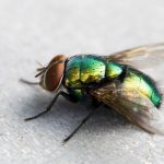 4 Cara Mudah Mengusir Semut dari Rumah Anda
