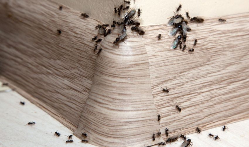 5 Bahan Dapur Alami Pengusir Semut