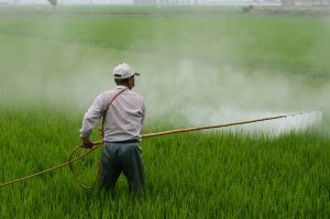 Dampak Negatif Pembasmi Hama Pestisida Berlebihan