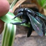 Mencegah Dan Membasmi Kumbang Kayu Dengan Benar