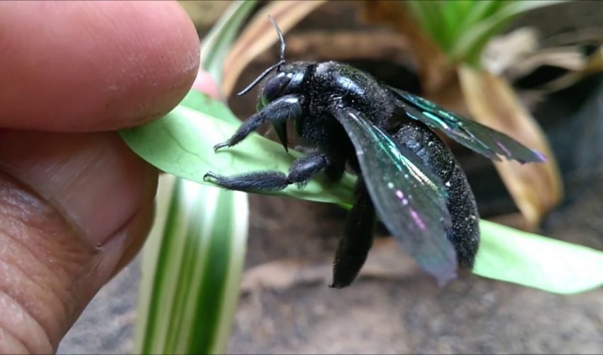 Mencegah Dan Membasmi Kumbang Kayu Dengan Benar
