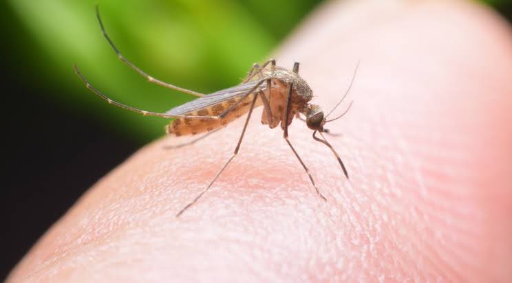 Nyamuk, Efek Buruk yang Tidak Se Kecil Bentuknya